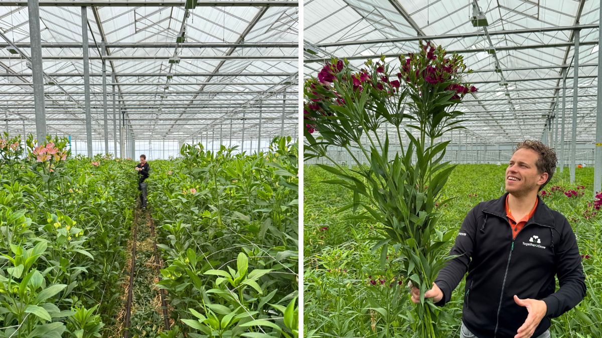 Robin van der Knaap from Together2Grow with Alstroemeria